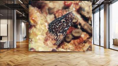 Close-up view of an angry spotted moray eel in the Bonaire marine park Wall mural