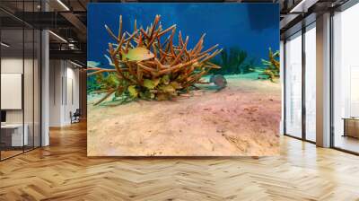 School of French Grunts huddled under staghorn coral with dive boat in background Wall mural