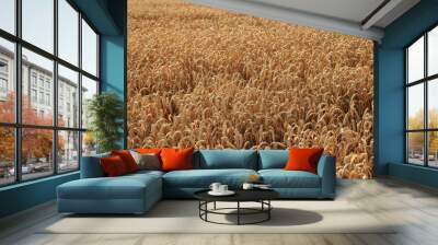 golden wheat field for harwesting Wall mural