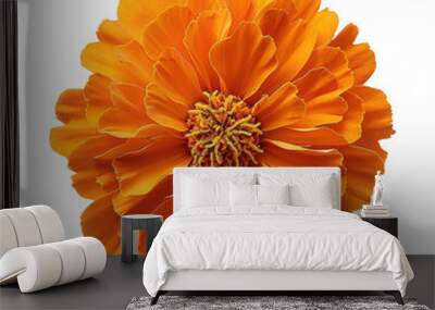 Beautiful marigold flower flat lay, top view Wall mural