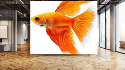 Bright orange guppy fish with long, flowing fins, isolated on white background, popular freshwater aquarium species, tropical fish Wall mural