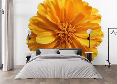 Gorgeous marigold flower flat lay, top view, showcasing its vibrant colors and intricate details from above. Wall mural