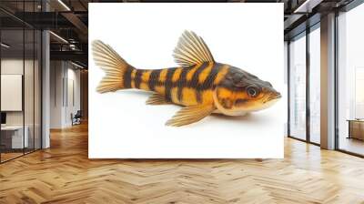 Striped loach fish with elongated body, isolated on a white background, freshwater species, commonly found in aquariums around the world. Wall mural