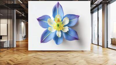 Top view a Colorado blue columbine flower isolated on a white background, suitable for use on Valentine's Day cards Wall mural