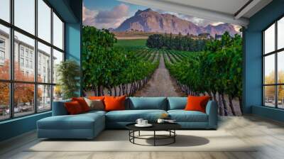 Vineyard landscape at sunset with mountains in Stellenbosch, near Cape Town, South Africa. wine grapes on vine in vineyard, Wall mural