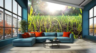 Sunrise over a turf of new grass. Wall mural