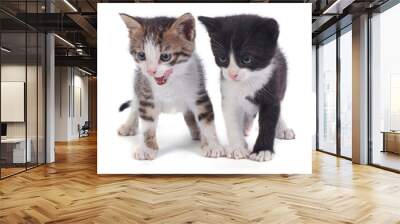 two little funny kitten isolated on white background Wall mural