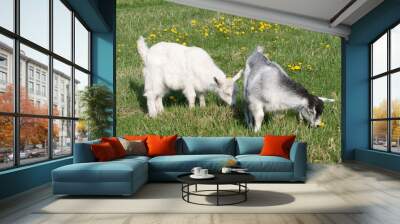 two small goat grazing in the meadow Wall mural