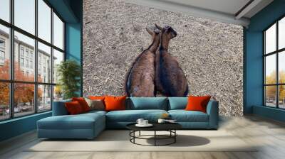 Two brown goats on a farm. Wall mural