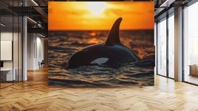 Orca swimming near a tranquil beach, the waves gently lapping against the shore under a golden sunset. Wall mural