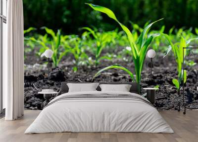 Close-up green corn sprouts planted in neat rows. Copy space, space for text. Agriculture. Ukraine Wall mural