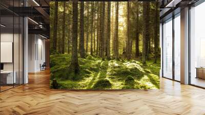 Beautiful coniferous forest. Backlit trees in warm cozy sunset. Stones and ground covered of green moss. Wall mural