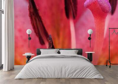 Macro heartwood pink flower close up Wall mural