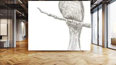 Ashy Drongo bird drawing Wall mural