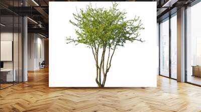 Cut out Elm tree, isolated tree with green leaves Wall mural