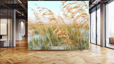 Sea Oats in the Sand Dunes at the Beach Wall mural