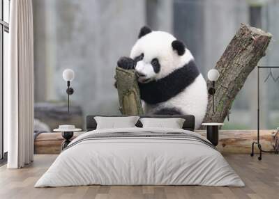 Little Baby Panda on the Playground, Chongqing, China Wall mural