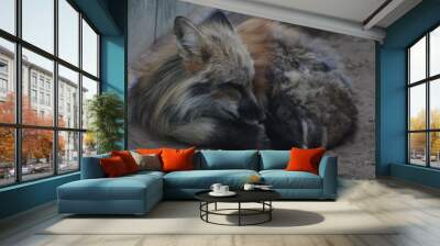 red fox cub Wall mural