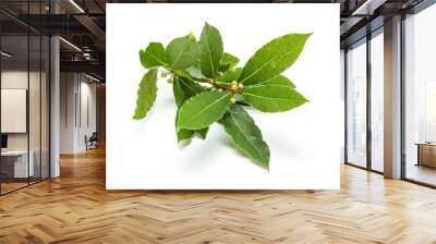 Fresh bay laurel twig with leaves isolated on white background. Laurus nobilis Wall mural