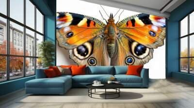 A butterfly with orange and blue wings is sitting on a white background Wall mural