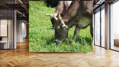 two grazing cows Wall mural