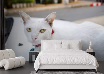 White cat on the car Wall mural