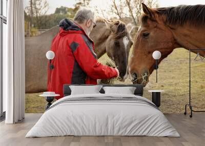 Man feeding horses outdoor on a paddock with hay from sack. Horse mealtime. Wall mural