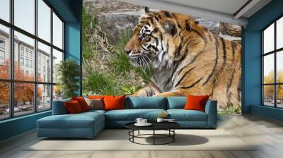 wild tiger Wall mural