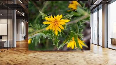 Scolymus hispanicus harina Paisaje amarillo Wall mural