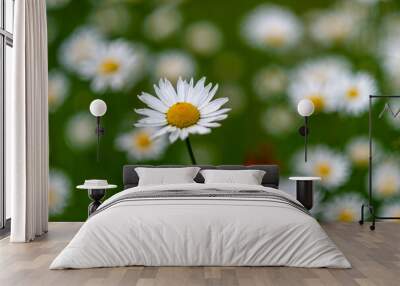 daisy Wall mural