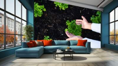 Hands and lettuce of gardeners The concept of growing organic vegetables Wall mural