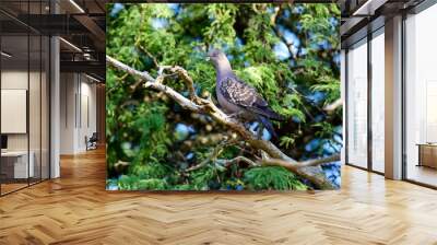 Spot winged Pigeon walking on the ground, La Pampa Province, Patagonia, Argentina. Wall mural