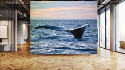 Whale tail fluke, Patagonia, Argentina Wall mural