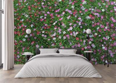 Closeup many little gypsophila pink flowers background Wall mural