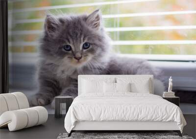 Little fluffy Grey Persian Maine coon kitten lies near the door and looking at camera . Newborn kitten, Kid animals and cats concept Wall mural