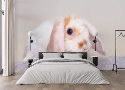 Lop ear little Red and white color rabbit, 2 months old, bunny on grey background -animals and pets concept Wall mural