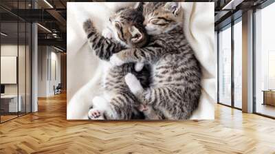 Two small striped domestic kittens sleeping hugging each other at home lying on bed white blanket funny pose. cute adorable pets cats Wall mural