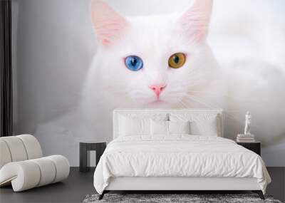 White cat with different color eyes. Turkish angora. Van kitten with blue and green eye lies on white bed. Adorable domestic pets, heterochromia. Wall mural