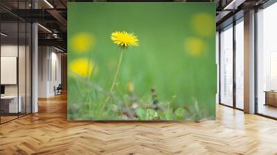 Dandelion in the grass - 草むらのタンポポ Wall mural