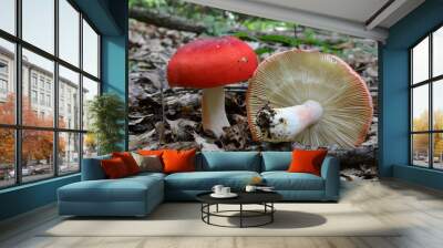 A pair of Rosy Brittlegill mushrooms in oak forest Wall mural