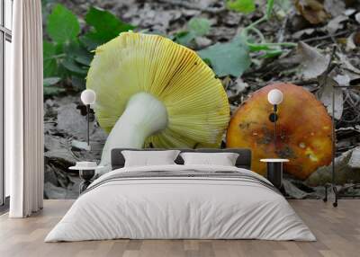 Two picked specimen of Russula aurea mushrooms Wall mural