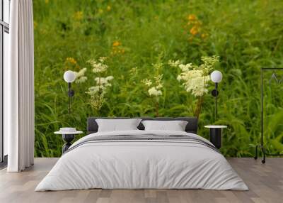 flower Meadowsweet, white flower in the meadow Wall mural