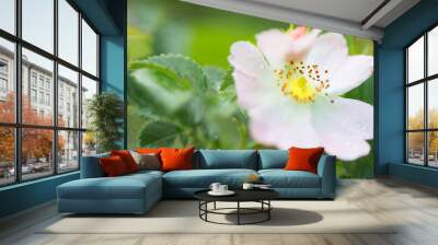 wild rose flower in dew on a bush with leaves Wall mural