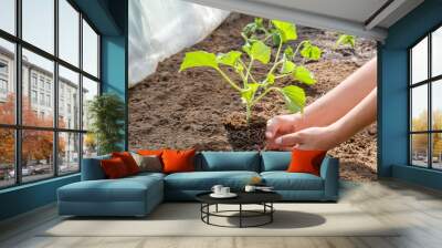 Hands holding beautiful melon plant with ground and roots. It is ready for planting. Wall mural