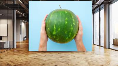 Young man hands holding one green watermelon on pastel blue table. Closeup. Wall mural