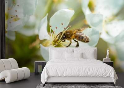 Bee on a flower of the white  blossoms. A Honey Bee collecting pollen Wall mural