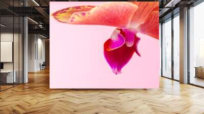 Close up of an orchid bud on pink pastel background. Creative photo Wall mural