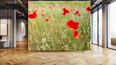 green and red beautiful poppy flower field background Wall mural