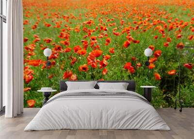 red poppy flowers in a field background Wall mural