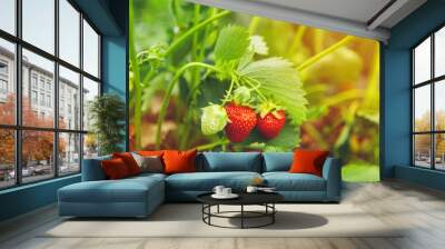 Strawberries on strawberry plant close up in the morning light Wall mural